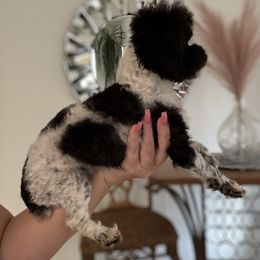 Oreo - Poodle