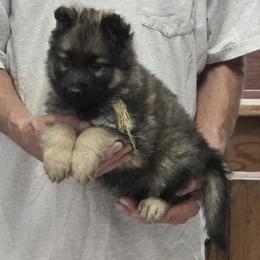 Boy 5 Gold - Sable male German Shepherd puppy in Lake George, Colorado from High Country German Shepherds