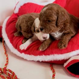 Martha May - Red female Cavapoo puppy in Utah County, Utah from Cascade Springs Doodles