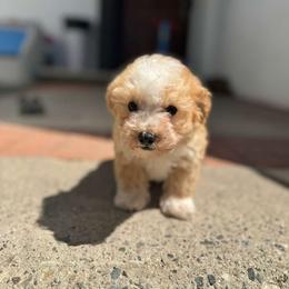 Tonka - Cream male Maltipoo puppy in San Diego, California from Maltipoos SD