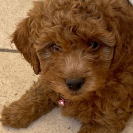 Goldendoodle Puppies from Abidoodles Florida