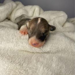 Justice - Blue female Pembroke Welsh Corgi puppy in Hotchkiss, Colorado from Grand Mesa Corgis