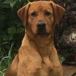 Labrador Retriever All Grown Up from Greenwing Kennel