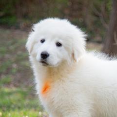 Icelyn - White female Maremma Sheepdog puppy in Conway, Missouri from 2J 2K Border Collies | Maremma Sheepdogs