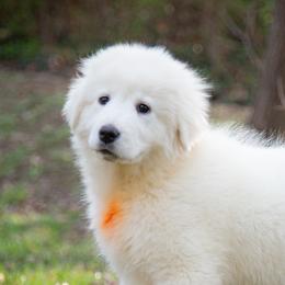 Icelyn - White female Maremma Sheepdog puppy in Conway, Missouri from 2J 2K Border Collies | Maremma Sheepdogs
