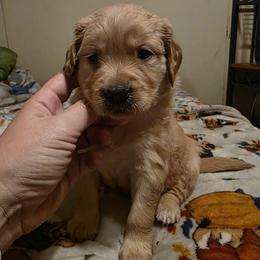 Girl 2 - Golden female Golden Retriever puppy in Lawtey, Florida from Rise and Shine Goldens