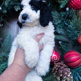 Glacier (Blue Collar) - Goldendoodle puppy from M & L Doodles, LLC