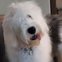 Old English Sheepdogs from Chasin Angus Sheepdogs