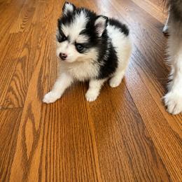 Boy 2 - male Pomsky puppy in Bolton, Connecticut from Elle Pomsky
