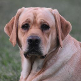 Peaches - Labrador Retriever