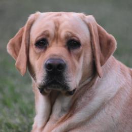 Peaches - Labrador Retriever