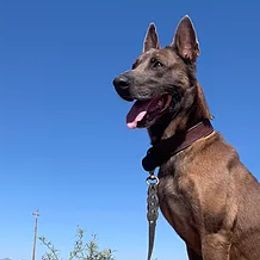 Dutch Shepherds and German Shepherds from KnightWatch K-9