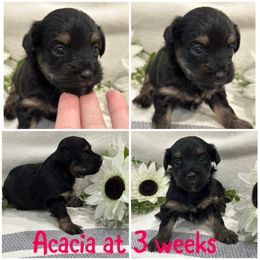 Acacia - Black and tan female Havanese puppy in Manteca, California from Once Upon A Havanese