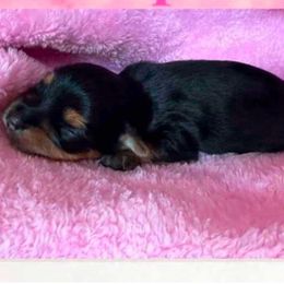 Maple - Black and tan Yorkshire Terrier puppy in Atlanta, Georgia from Vanessa Alvarez