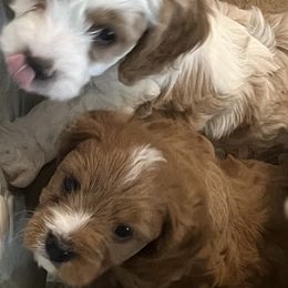 Cavapoos from Pensacola Blue Cavapoos