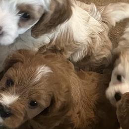 Cavapoos from Pensacola Blue Cavapoos