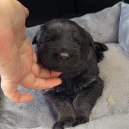Rocket - Bi-color male German Shepherd puppy in Livingston, Kentucky from Illyria Dox & GSD