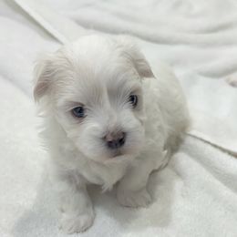 Maltese Puppies from AKC Maltese California