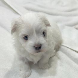 Maltese Puppies from AKC Maltese California