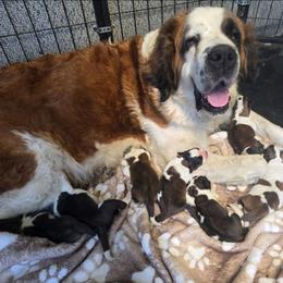 Saint Bernard puppies from PNW Saint Berdoodles