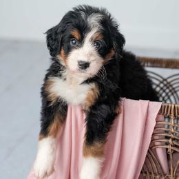 Bernedoodle puppies from Sleepy Hollow Acres