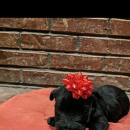 Jingles - Brindle male Scottish Terrier puppy in Chattanooga, Tennessee from Oodles of Cuties!