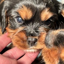 Cavalier King Charles Spaniels and Cavapoos from Boyd Cavapoo & Cavalier Puppies