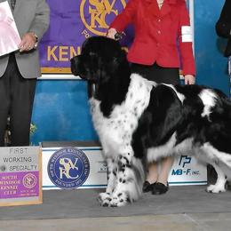 Newfoundlands from Iceberg Newfounlands