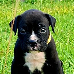 Boxer Puppies from Amanda Edwards