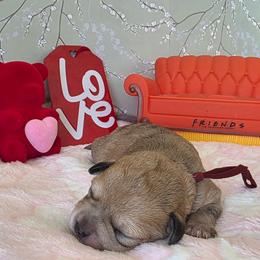 Phoebe ( burgundy ) - Merle female Schnoodle puppy in Novinger, Missouri from Stormi Sky Schnoodles