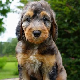 Mavis - Merle female Bernedoodle puppy in Folsom, Louisiana from DoodlesFarmCo
