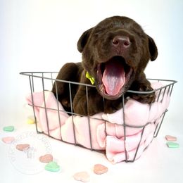 Labrador Retriever Puppies from RPAs Priceless Labradors