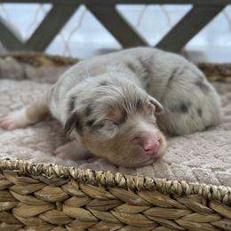 Girl 5 - Red merle female Australian Shepherd puppy in Volant, Pennsylvania from Addie's Aussies