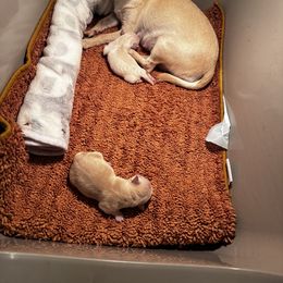 Chihuahua Puppies from Little Family Paws