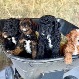 Cavapoo Puppies from Cedar Creek Farm