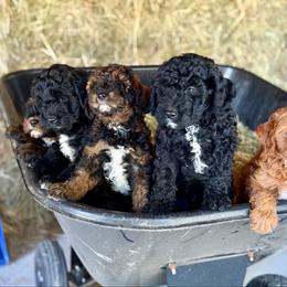 Cavapoo Puppies from Cedar Creek Farm