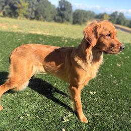 Golden Retriever All Grown Up from Heartwood Goldens