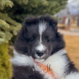 Champ - Black and white male Shetland Sheepdog puppy in Windsor, Colorado from Shirehill Shelties