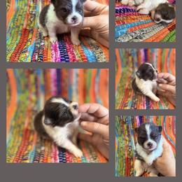 Blue White Parti - Blue parti female Pomeranian puppy in Harrah, Oklahoma from Sunshines Pomeranians & Cavapoos