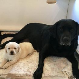 Jack Russell Terrier and Labrador Retriever Puppies from Will O Moor