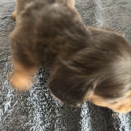 Boy 3 - Blue and tan male Dachshund puppy in Mount Pleasant, Texas from Swaffords Dachshund Kingdom