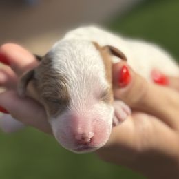 Goldendoodle Puppies from Ashlee Shelley