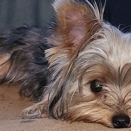 Yorkshire Terriers from Setareh Yorkies