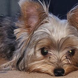 Yorkshire Terriers from Setareh Yorkies