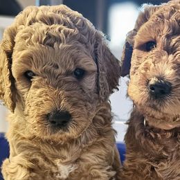 Double Doodles and Goldendoodles from Cute & Curly Doodles
