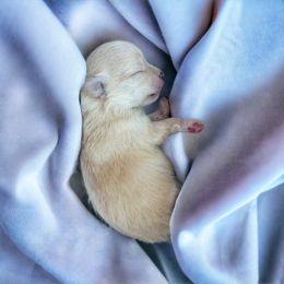 Pomeranian Puppies from The Pom Palace