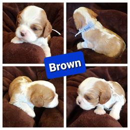 Cavalier King Charles Spaniel Puppies from Above All Else Love