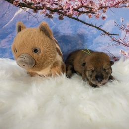 Blue Collar - Red sesame female Shikoku puppy in Pennsylvania from Aoiyama Sou Shikoku Kennel