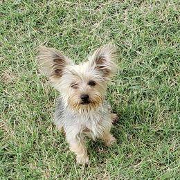 Dora - Yorkshire Terrier