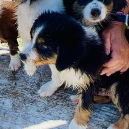Miniature Australian Shepherd Puppies from Iris’ Island Oasis